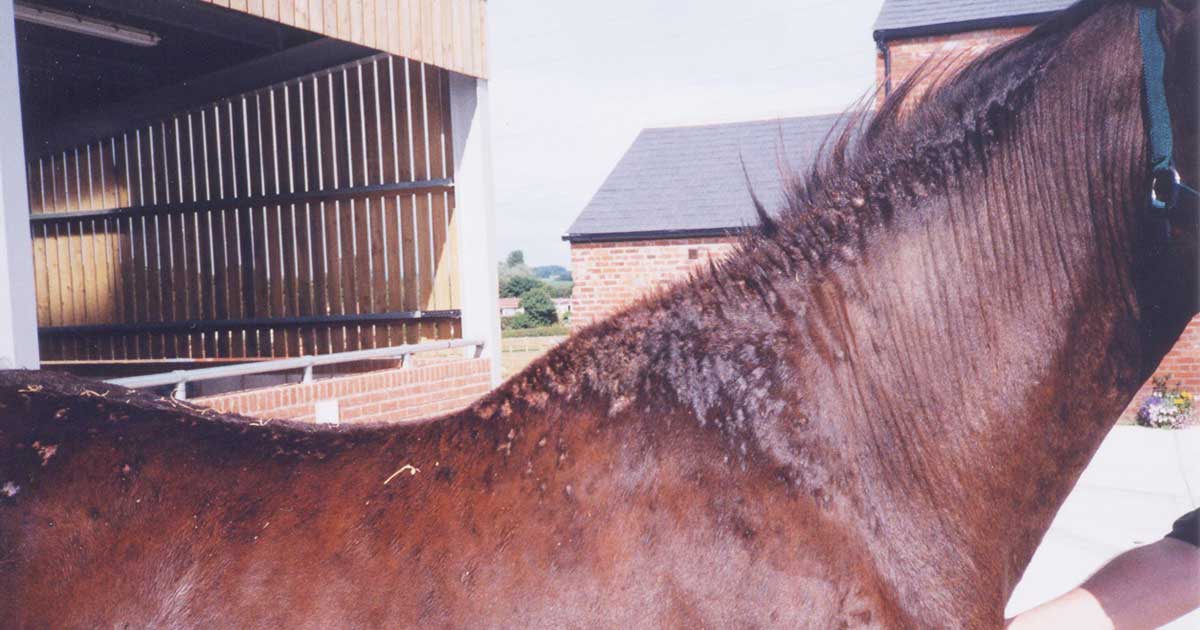 Figure 1. Evidence of alopecia, thickening of the epidermis and self-excoriation secondary to insect bite hypersensitivity along the mane. Image: World Horse Welfare.