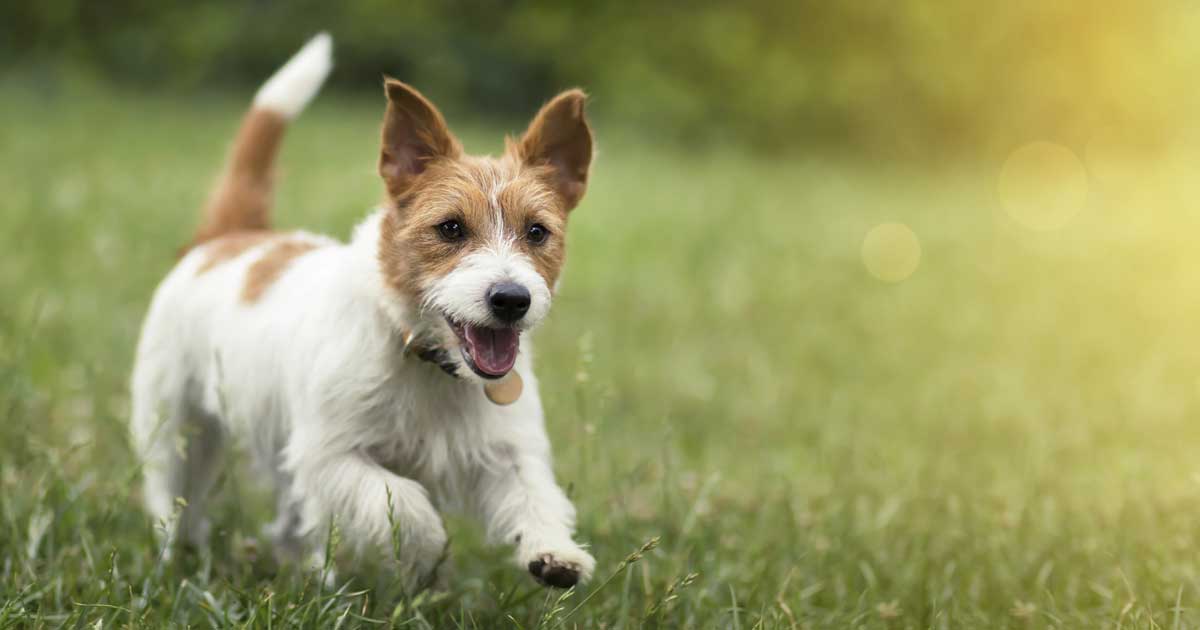 Image: Reddogs / Adobe Stock