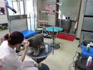 Transmission of infectious respiratory disease is not just restricted to the kennel or shelter environment. Other lifestyle risk factors include group dog walking, or visits to grooming parlours or dog parks.