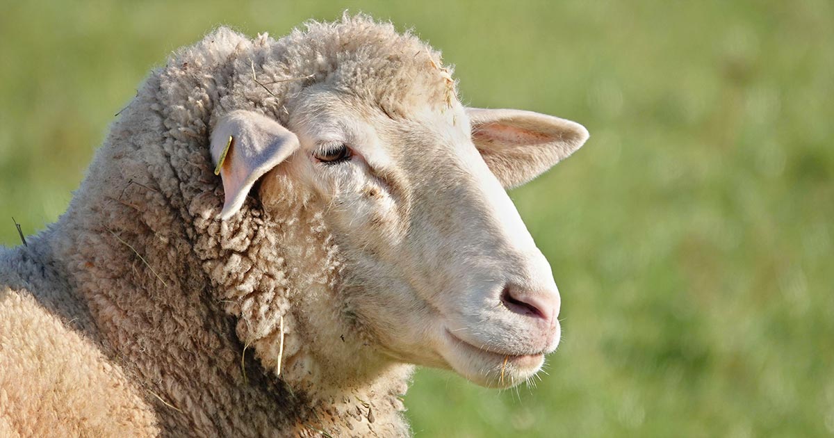 Sheep. Image © Uschi Dugulin / Pixabay
