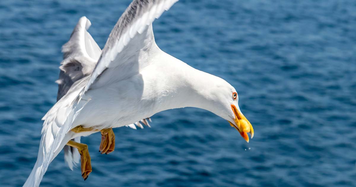 Seagull with chip.