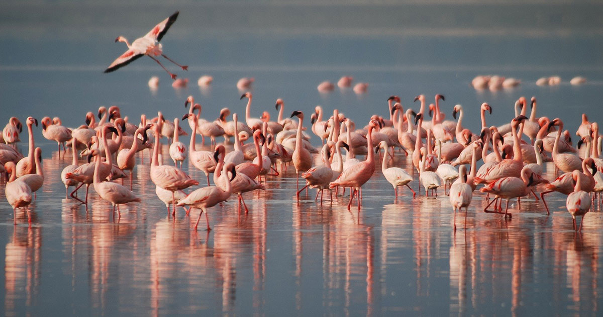 flamingos