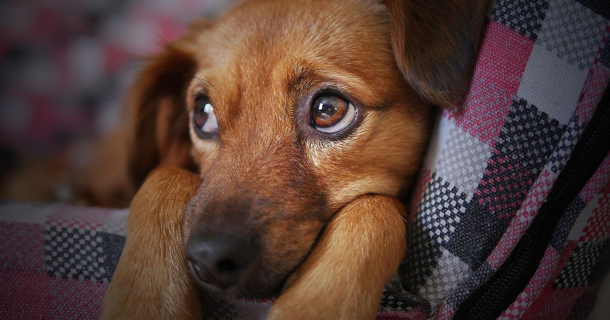 Pandemic puppies