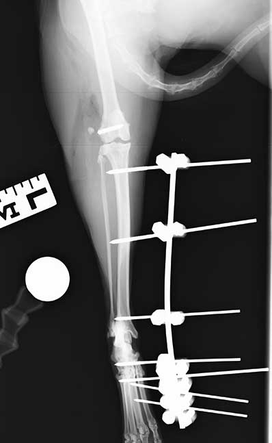 Figure 6. Postoperative caudocranial radiograph of the left stifle.