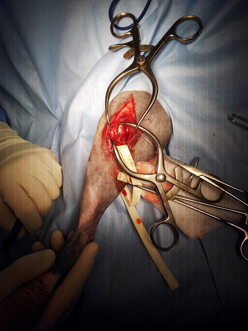 Figure 4 Lateral approach to the stifle joint.