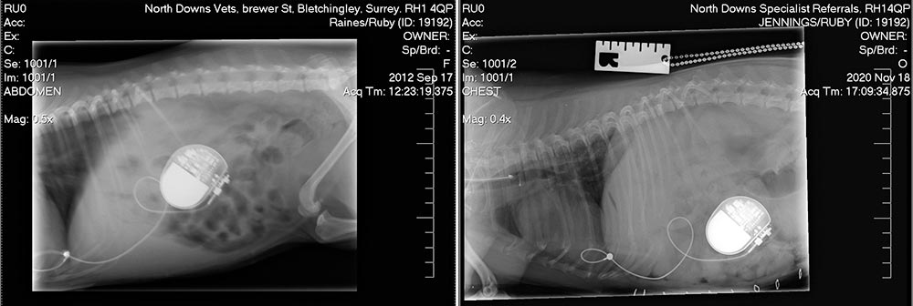 Ruby back on the pace after life-saving op