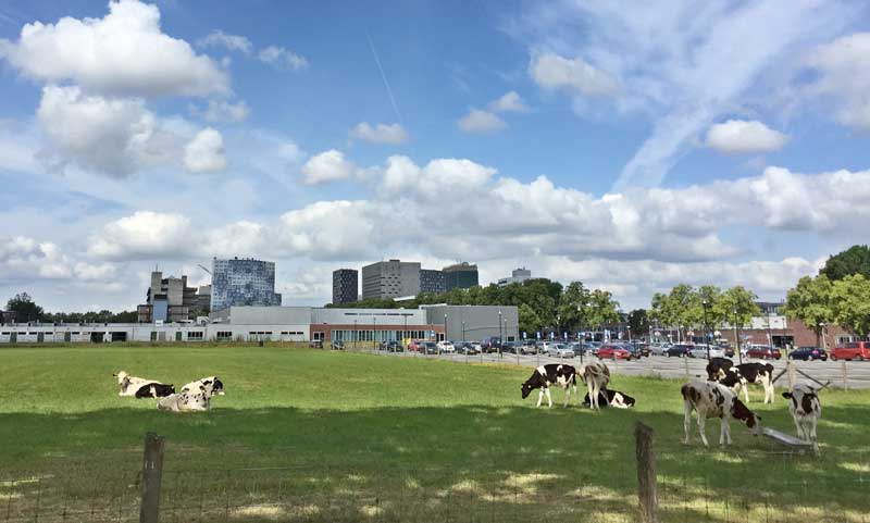 Heifers grazing outside Utrecht University Faculty of Veterinary Medicine.