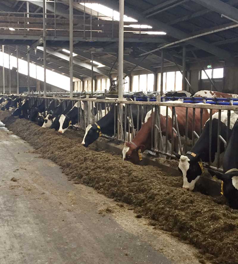 Cows inside the Dairy Campus in Leeuwarden, Friesland.