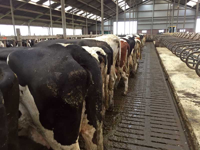 A familiar sight for farm vets – cows lined up for a routine fertility visit on a Dutch dairy farm.