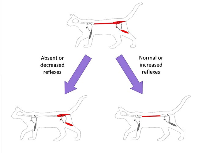 How to perform a neurological examination in a feline patient