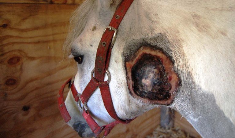 Strangles: overview and vaccination