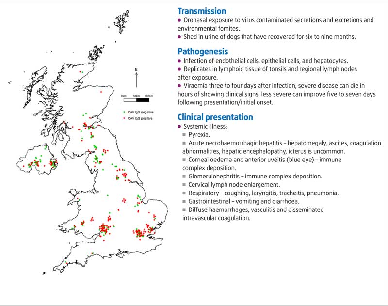 A reminder of transmission, pathogenesis and clinical presentation of canine infectious hepatitis4. This map shows the distribution of red fox samples in the UK (n=387), according to canine adenovirus IgG status. The data and interpretation underlying this map was approved by The University of Edinburgh Royal (Dick) School of Veterinary Studies, and was published in Scientific Reports in October 2016.