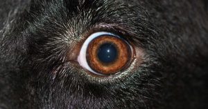 Challenges in eyelid surgery