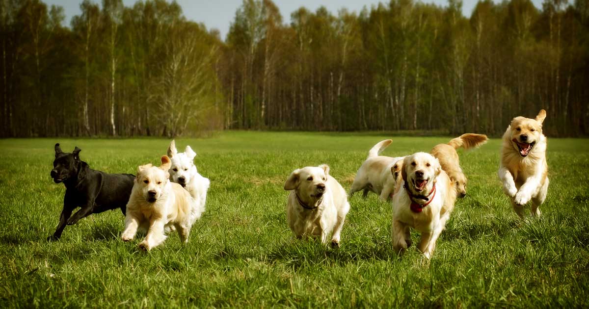retrievers dogs in field Image: © Anna Goroshnikova / Adobe Stock
