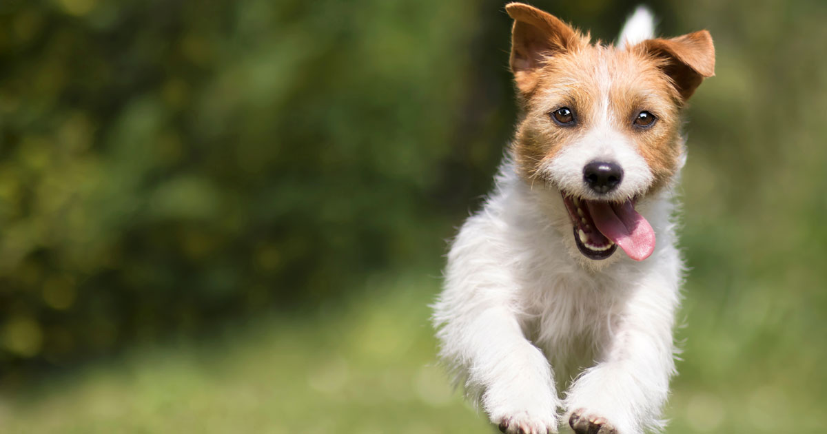 Dog running