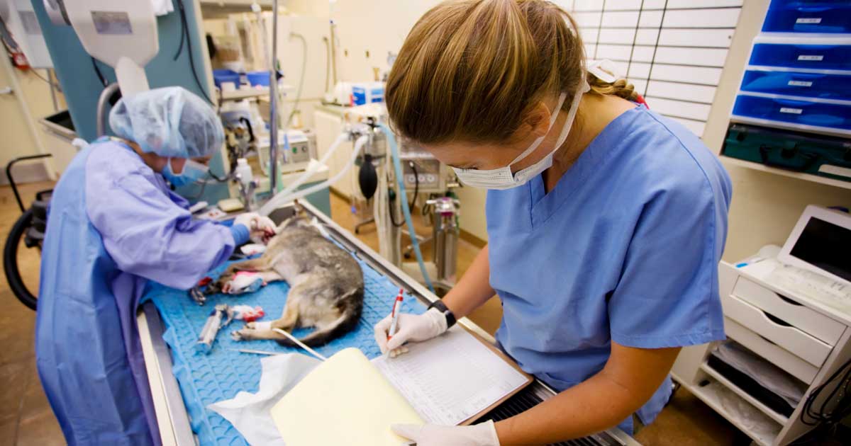 vets surgery Image: © Scott Griessel / Adobe Stock