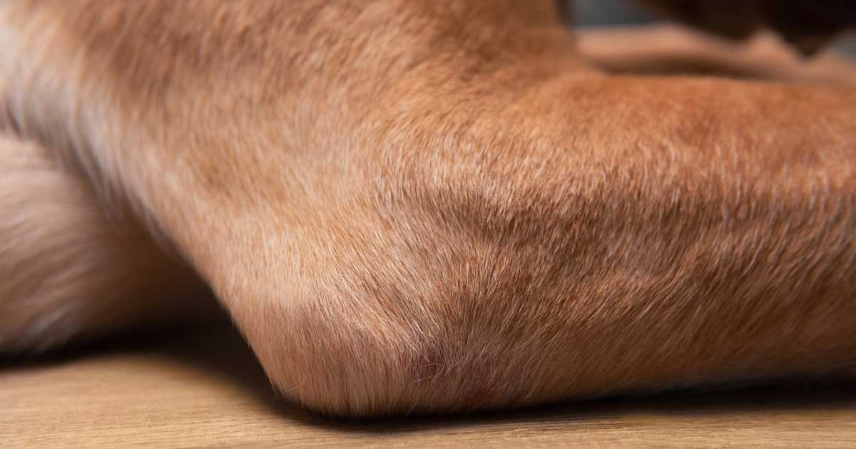 elbow dysplasia Image: © 9gifts / Adobe Stock