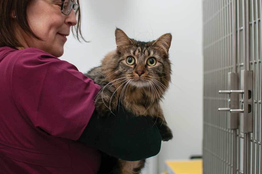 Images: Highland Vet Referrals