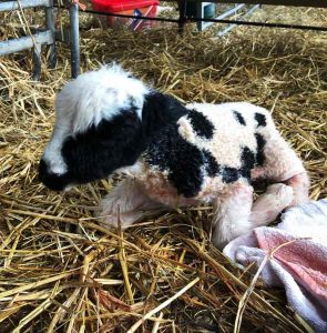 Figure 5. Positioning the lamb in sternal recumbency.