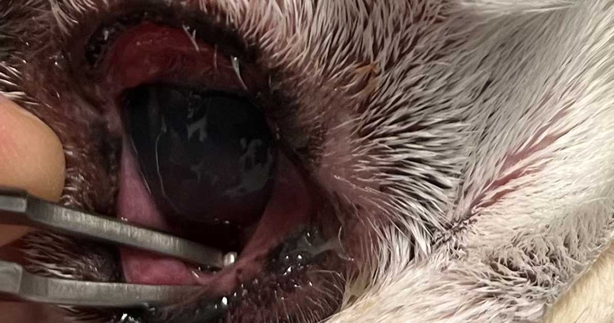 Figure 1. Bennett Cilia atraumatic forceps is used for third eyelid manipulation.