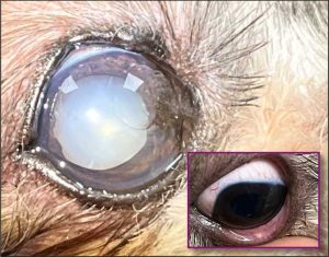Figure 10. Meibomitis, secondary qualitative dry eye and pigmentary keratitis.
