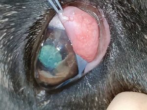 Figure 13. Follicular conjunctivitis – follicles are visible on the palpebral part of the third eyelid/third eyelid gland.