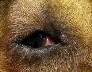 Figure 15. Lower eyelid entropion and secondary conjunctivitis.