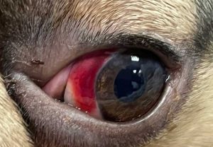 Figure 16. Subconjunctival haemorrhage.