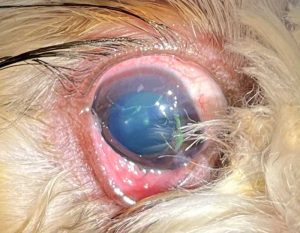 Figure 5. Keratoconjunctivitis sicca associated with severe keratitis.