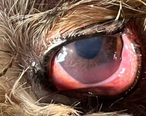 Figure 6. Keratoconjunctivitis sicca associated with severe keratitis.