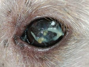 Figure 9. Neurogenic dry eye.