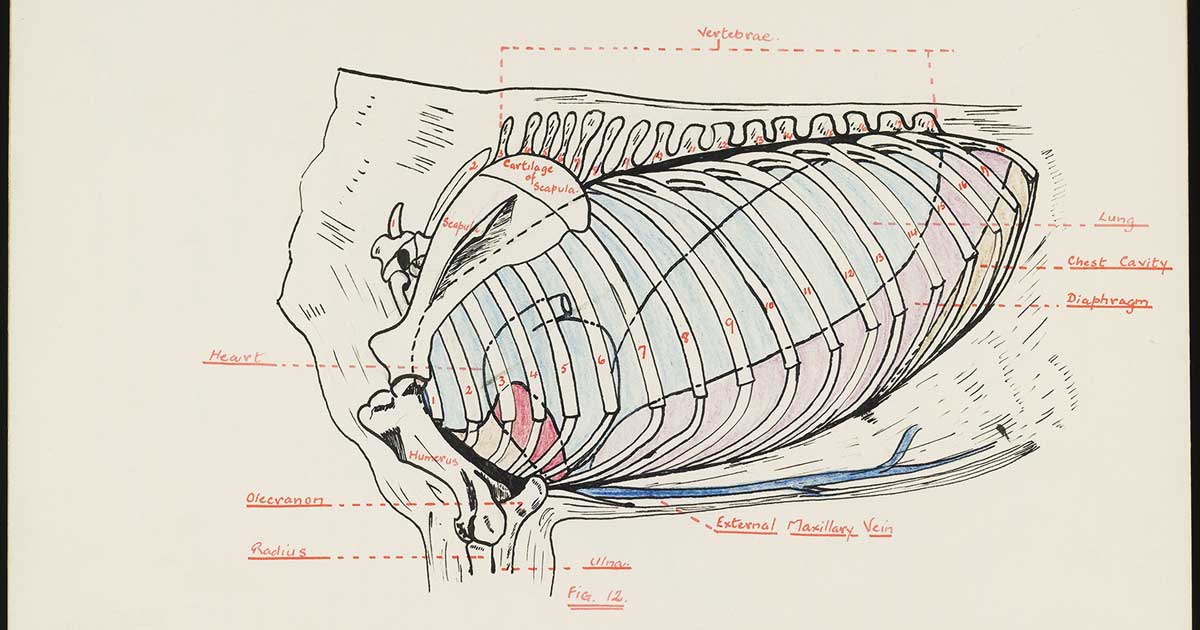 Some things don’t change: an anatomy drawing by a student at the Royal (Dick) School of Veterinary Studies drawn in the 1930s.