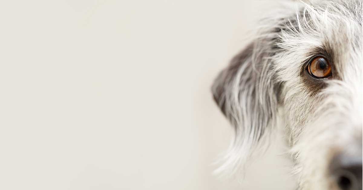 Image: adogslifephoto / Adobe Stock dog