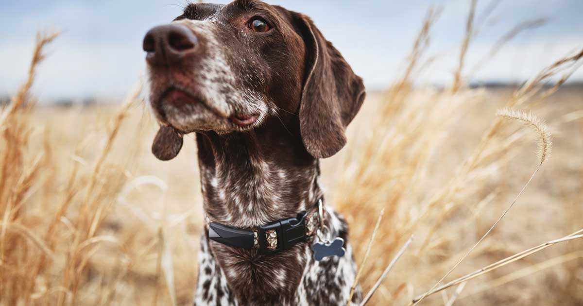 Figure 2. Pet wearables are mounted on the collar and use accelerometers to track movement and activity levels. Image: Felcana