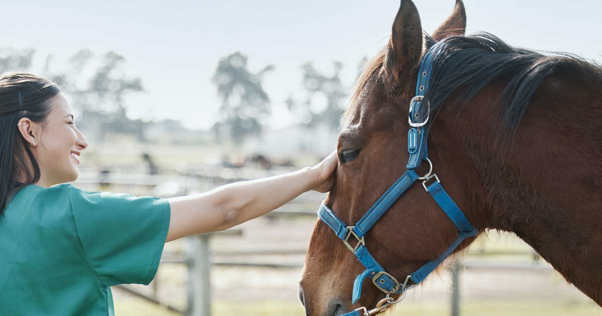 vet VN with horse in field Image: © peopleimages.com / Adobe Stock