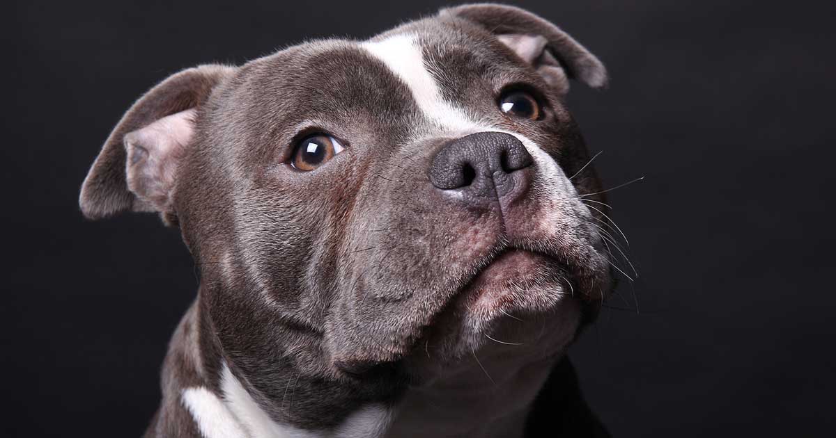 Staffordshire bull terrier staffy Image: © Djomas / Adpbe Stock