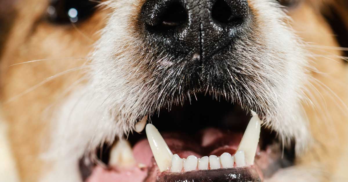 Dog teeth mouth Image: © alexei_tm / Adobe Stock
