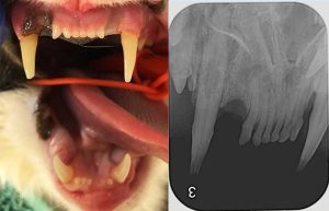 Figure 5. Example of tip fracture of the canine tooth in a domestic shorthair cat. Despite very minimal damage to the tooth, pulp exposure has occurred and extensive inflammatory resorption and endodontic disease are noticeable on radiography. Note the limited amount of external signs, highlighting the importance of routine use of dental radiography.