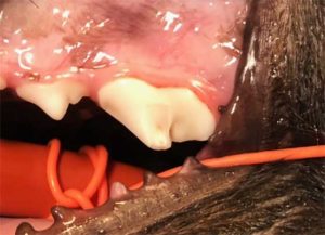 Figure 6. Uncomplicated fracture of the left maxillary fourth premolar tooth with near-pulp exposure in a young dog. Note the pink sheen of pulp visible through the dentin, which is a typical sign of near pulp exposure.
