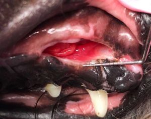 Figure 8. Chronic oronasal fistula presentation. This miniature schnauzer previously had several extractions performed to treat extensive periodontal disease. Although the oronasal fistula was identified at the time of extractions, the area was left to heal by secondary intention. Oronasal fistulae will not heal this way and are easier to repair with a mucoperiosteal flap at the time of identification.