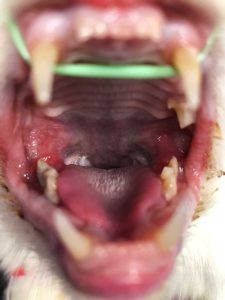 Figure 9. Feline chronic gingivostomatitis in a domestic shorthair cat. Note minimal gingival inflammation is present, and the moderate to severe inflammation presents as mucositis and caudal stomatitis. This caudal inflammation is typical for this disease. In cats, this is generally very painful and they often salivate, which is noticeable as discolouration of the fur around the mouth.