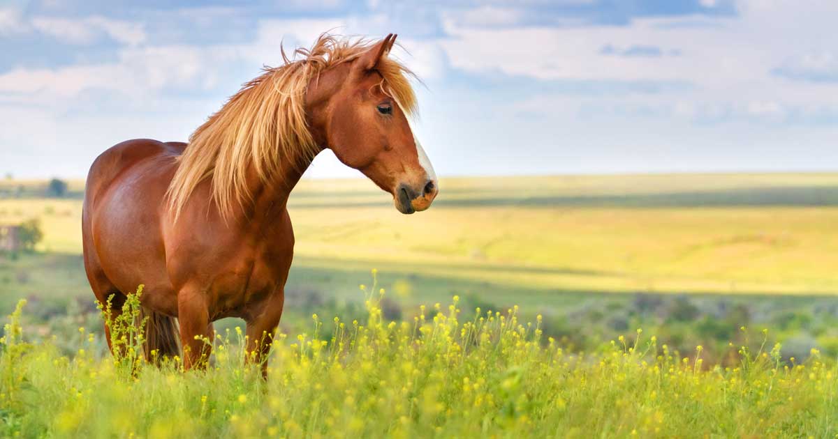 horse in field Image: © callipso88 / Adobe Stock