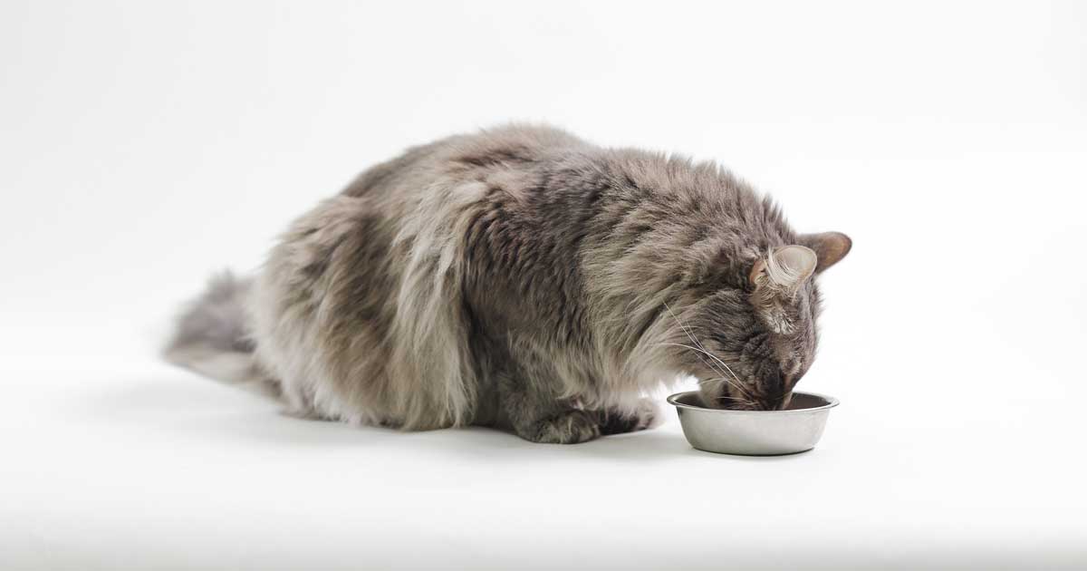 Cat eating Image: © kassini / Adobe Stock