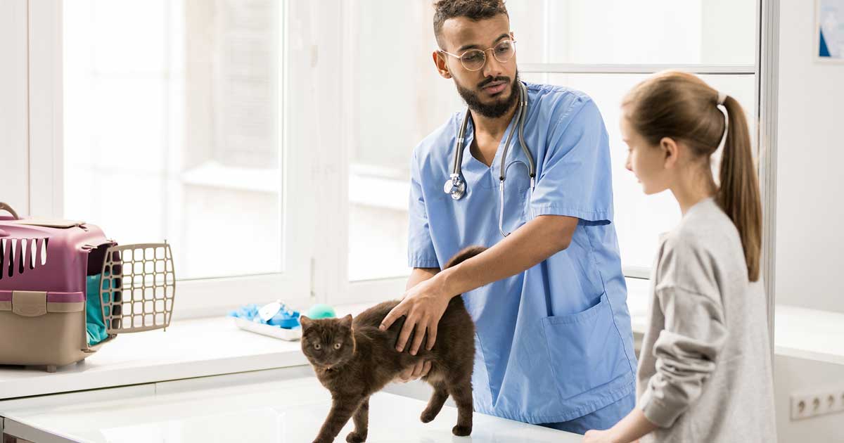 cat vet client exam table basket Image: © pressmaster / Adobe Stock