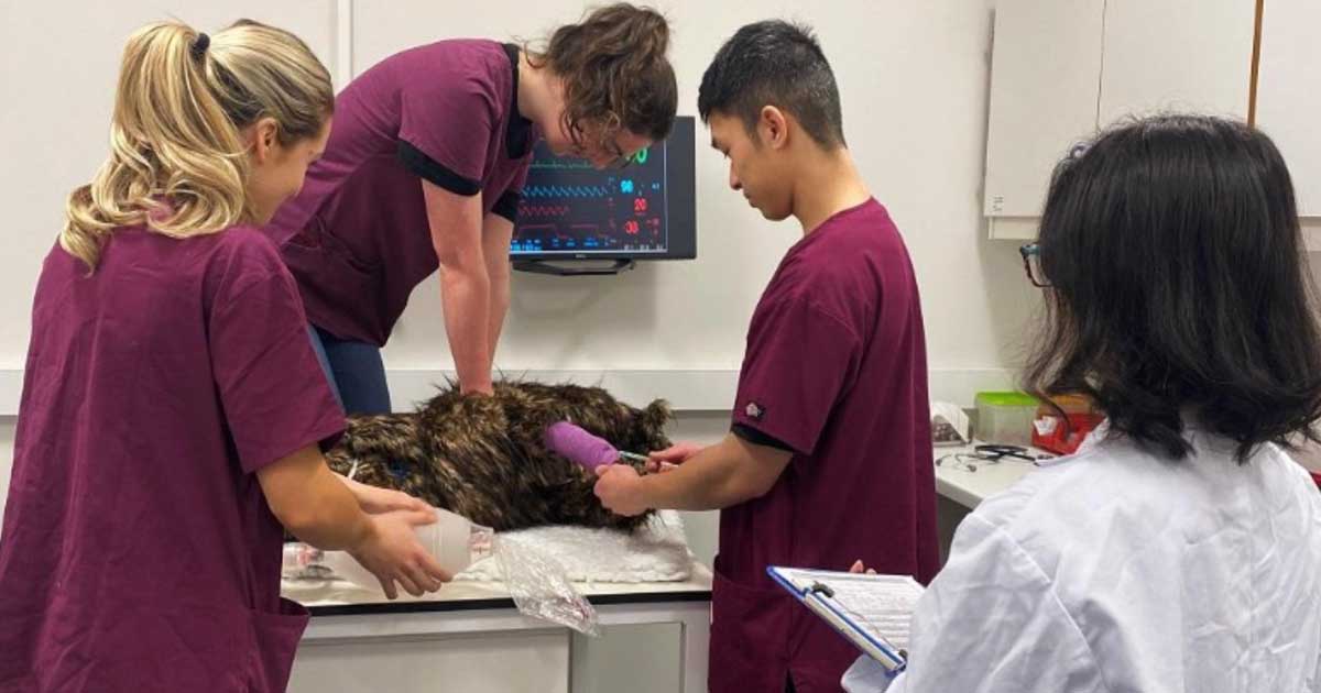 RECOVER-certified instructors have been teaching gold-standard CPR techniques to The University of Edinburgh Royal (Dick) School of Veterinary Studies students and staff for four years.