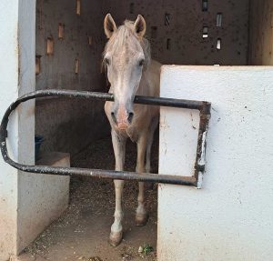 Grey horses that lived near the banks of the River Niger, were occasionally ridden, and were predominantly used for breeding.