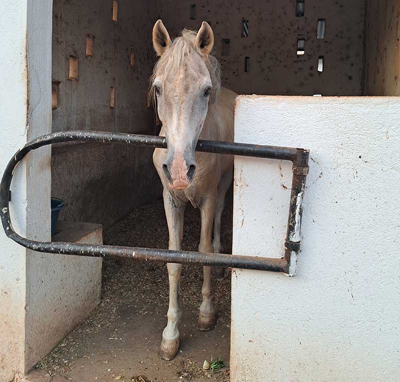 Grey horses that lived near the banks of the River Niger, were occasionally ridden, and were predominantly used for breeding.