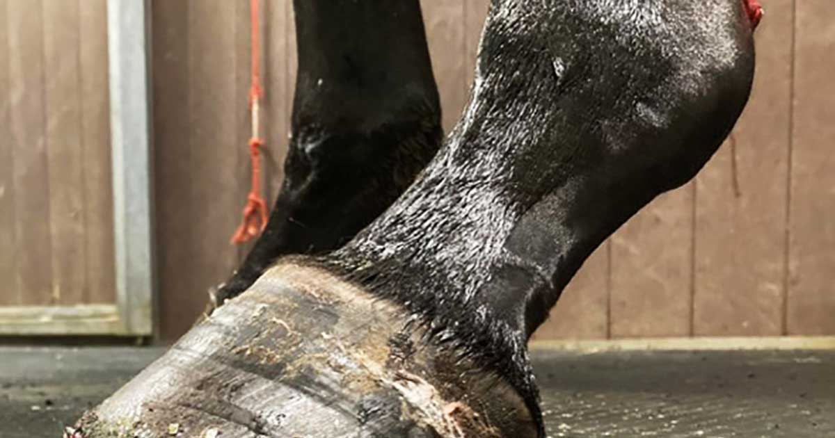 Figure 2. Toe tipping up on a left forefoot due to deep digital flexor tendon rupture.