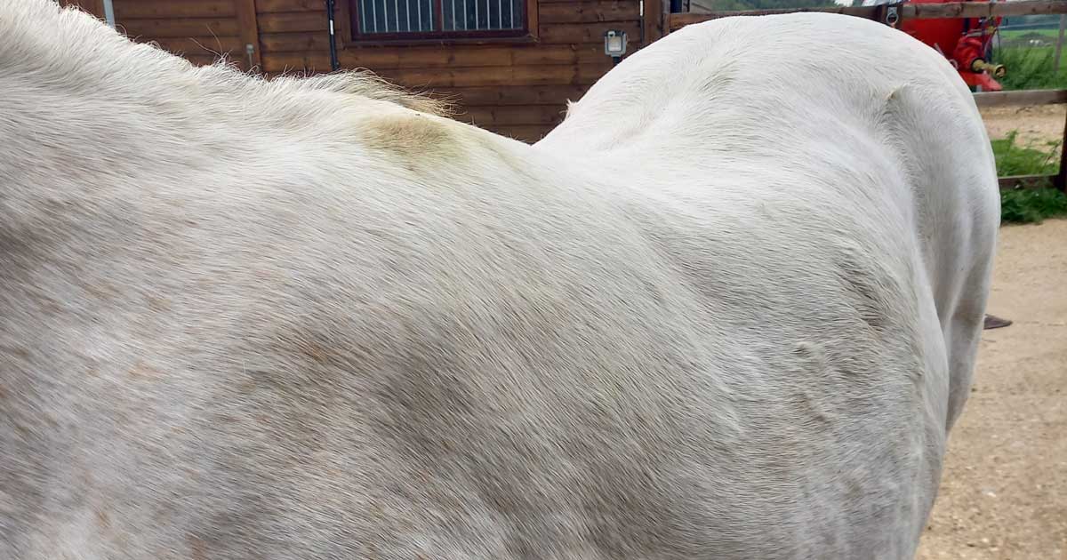 Figure 3. Horse with fat accumulation around the withers and loin.
