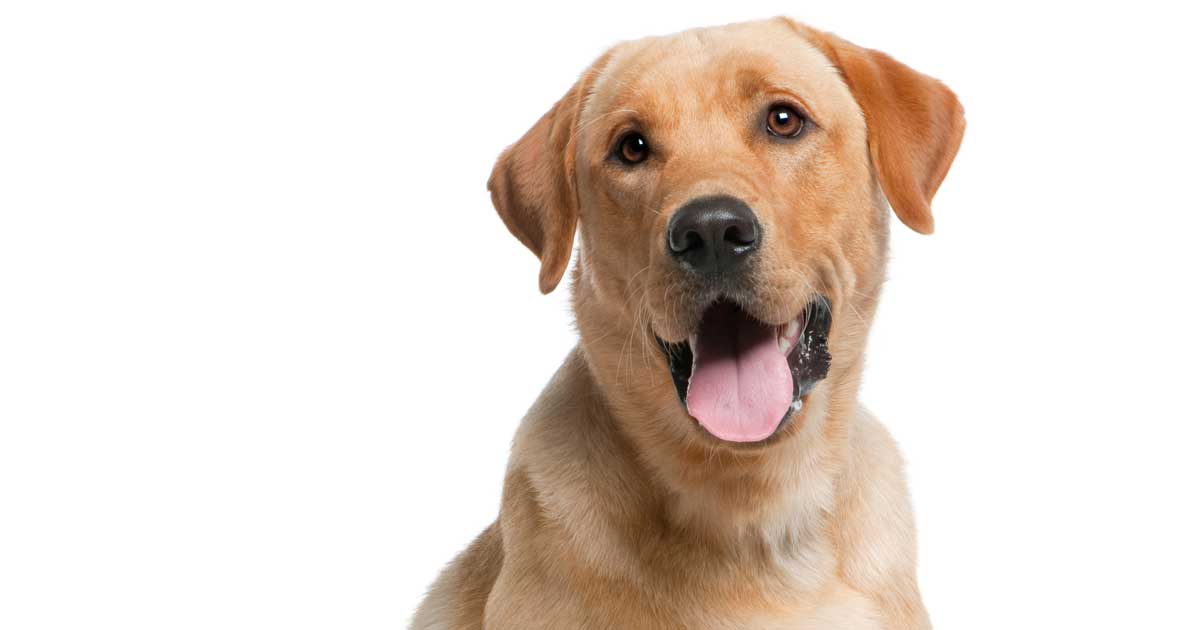 golden labrador dog Image: © Eric Isselée / Adobe Stock